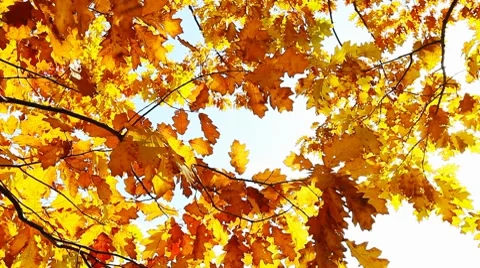 Yellow maple foliage 스톡 동영상 8621714