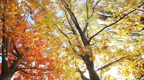 Yellow maple foliage 스톡 동영상 8621737