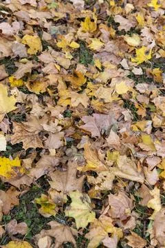 Yellow maple foliage lying on the ground during leaf fall, late autumn in t.. Stock Photos
