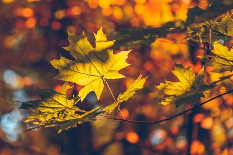 Yellow maple foliage Stock Photos