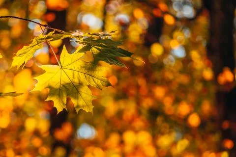 Yellow maple foliage Stock Photos