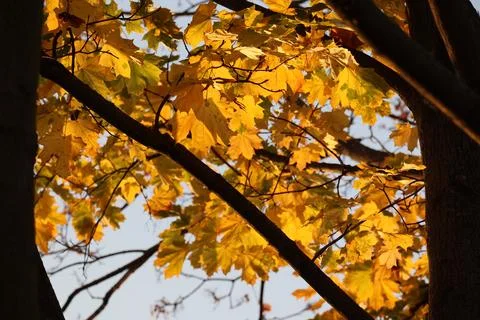 Yellow maple folioage leaves backlit during sunset in autumn in Dresden, Germany Stock Photos