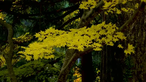 Yellow maple in late autumn Stock Footage 145313152