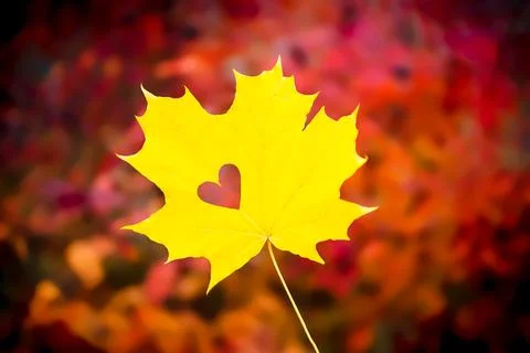 Yellow maple leaf on abstract red-orange background Stock Photos