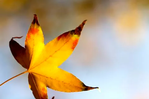 Yellow maple leaf for adv or others purpose use Stock Photos