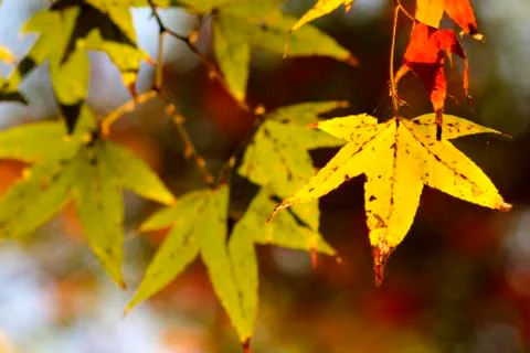 Yellow maple leaf for adv or others purpose use Stock Photos