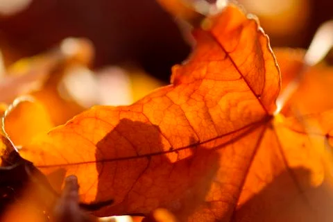 Yellow maple leaf for adv or others purpose use Stock Photos
