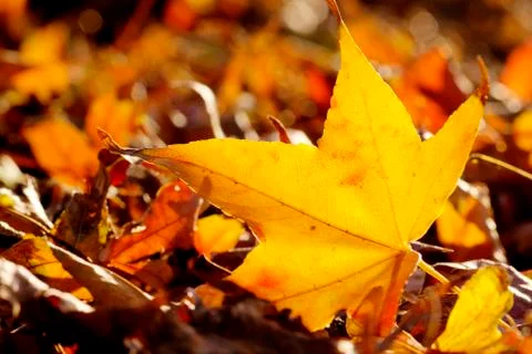 Yellow maple leaf for adv or others purpose use Stock Photos