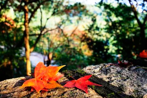 Yellow maple leaf for adv or others purpose use Stock Photos