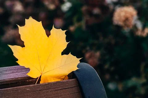 Yellow maple leaf alone on a park bench background with copy space Stock Photos