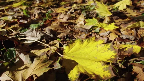 Yellow Maple Leaf Among Fallen Leaves on Sunlit Ground Stock Footage 348405060