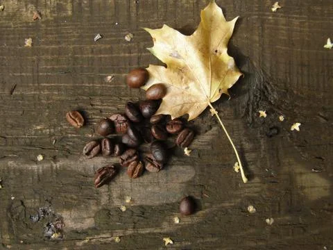 Yellow maple leaf and coffee beans on chalkboard Stock Photos