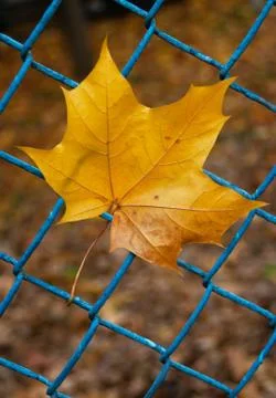 Yellow maple leaf and mesh rabitza, vertical-concept environmental protection Foto stock