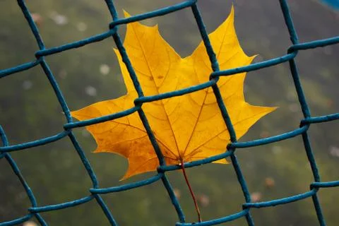 Yellow maple leaf and mesh rabitza-concept environmental protection. Foto stock
