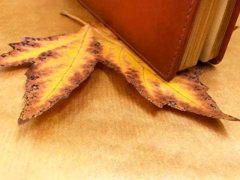 Yellow maple leaf and notepad. Stock Photos