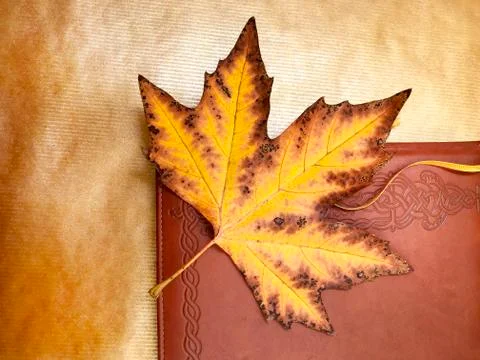 Yellow maple leaf and notepad. Stock Photos