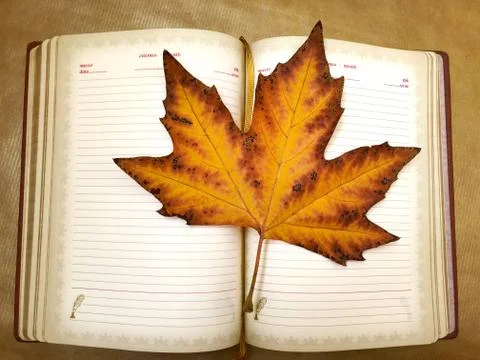 Yellow maple leaf and notepad. Stock Photos