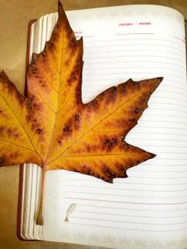 Yellow maple leaf and notepad. Stock Photos