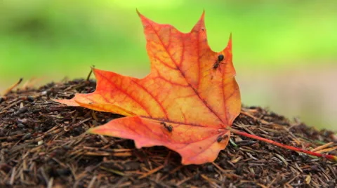 Yellow maple leaf on the anthill Stock Footage 55118101