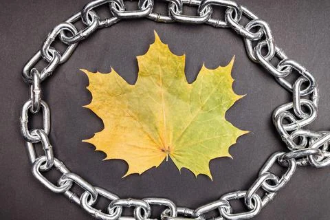 Yellow maple leaf around which there is a metal chain Stock Photos