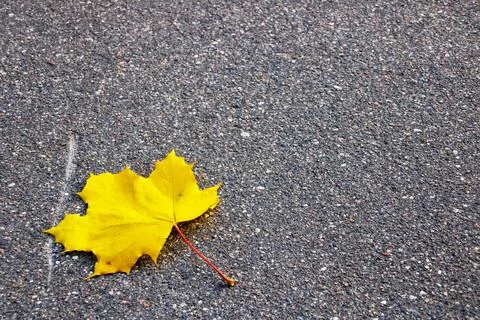 Yellow maple leaf on asphalt close up Stock Photos