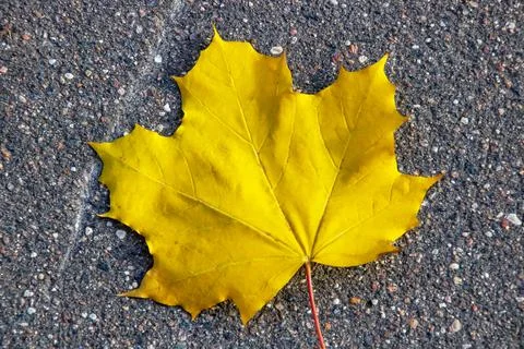 Yellow maple leaf on asphalt close up Stock Photos