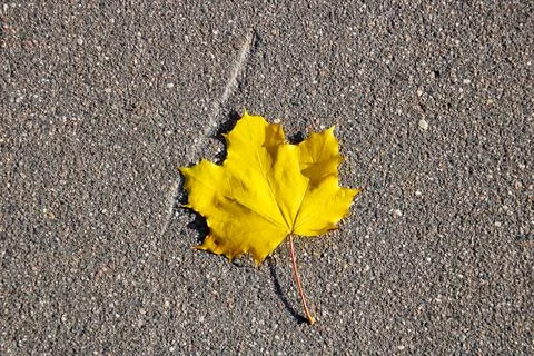 Yellow maple leaf on asphalt close up Stock Photos