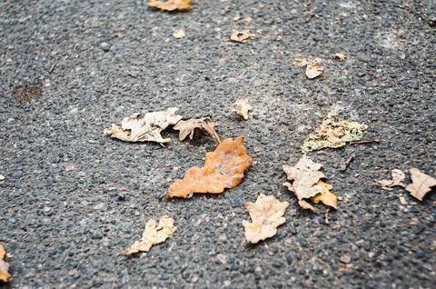 Yellow maple leaf on asphalt road texture background. Autumn background one.. Stock Photos