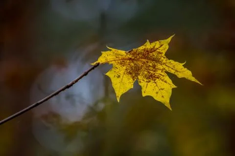 Yellow maple leaf in autumn as background. Stock Photos