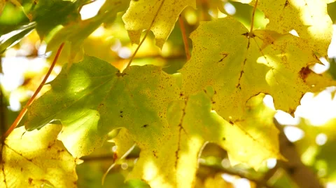 Yellow maple leaf in autumn Stock Footage 55872740