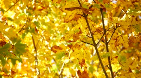 Yellow maple leaf in autumn Stock Footage 55873969