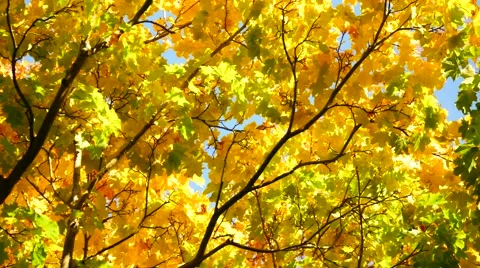 Yellow maple leaf in autumn Stock Footage 56697201