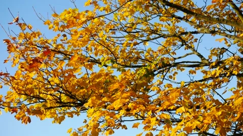 Yellow maple leaf in autumn Stock Footage 56722238