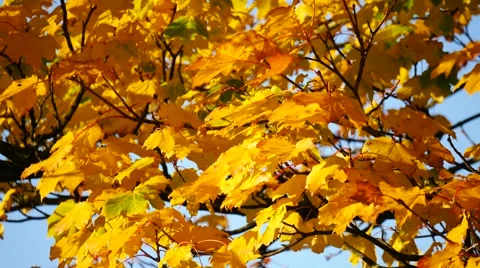 Yellow maple leaf in autumn Stock Footage 56722328