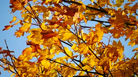 Yellow maple leaf in autumn Stock Footage 56722399
