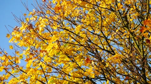 Yellow maple leaf in autumn Stock Footage 56722511
