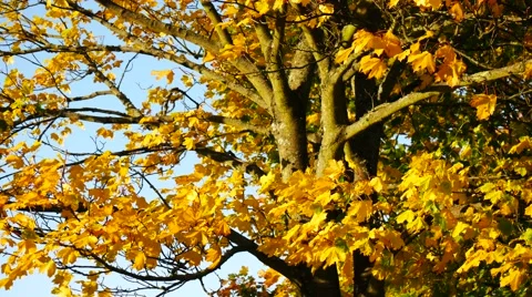 Yellow maple leaf in autumn Stock Footage 56722610