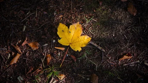 Yellow maple leaf in autumn forest with sunlight flickering through trees Video stock 313635775