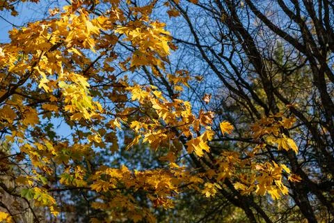 Yellow maple leaf in autumn light: symbol of nature and the change of seasons Stock Photos