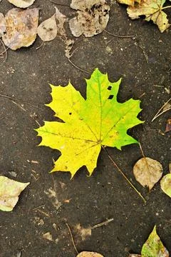 Yellow maple leaf. Autumn, a maple leaf fell on the asphalt. Stock Photos