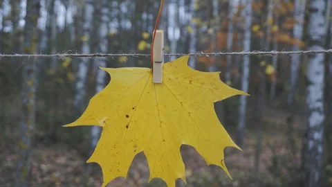 Yellow maple leaf on the background of the autumn forest Stock Footage 143452806