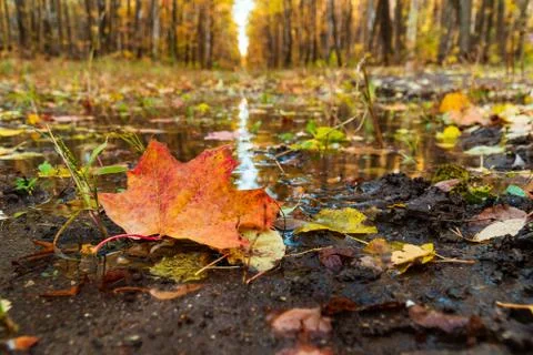 Yellow maple leaf on a background of an autumn park reflected in water 스톡 사진