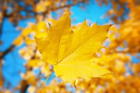 Yellow maple leaf on a background of blue sky Stockfoto's