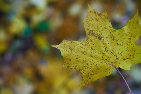 Yellow maple leaf on a background of blurred multicolored leaves in the fores Stock Photos