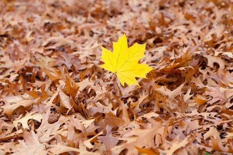 Yellow maple leaf on a background of oak autumn leaves Stock Photos