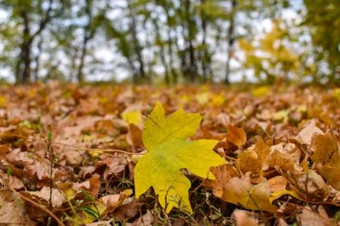 Yellow maple leaf on the background of old brown leaves. Stock Photos