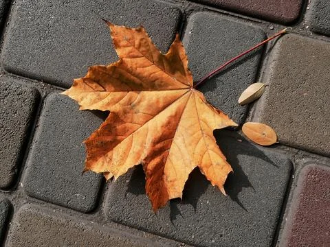Yellow maple leaf on a background of stone tiles. Autumn has come - the leave Stock Photos