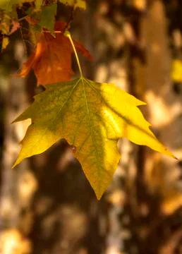 Yellow maple leaf on the background of a tree trunk. Stock Photos