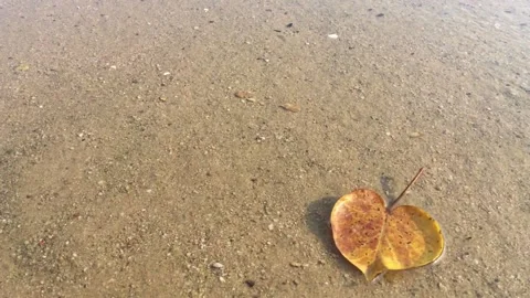 A yellow maple leaf on beach 스톡 동영상 144857815