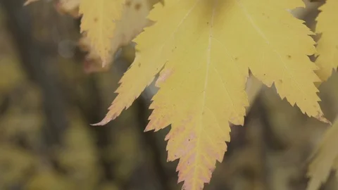 Yellow maple leaf blowing in the wind fall season 4k Stock Footage 97425768